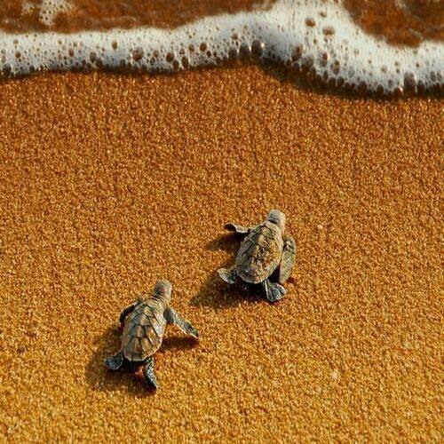 MauiKondoTurtles