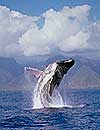 Humpback Whale Watching